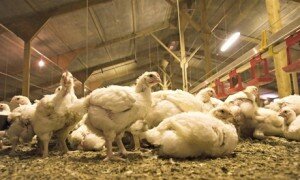 Broiler chickens with just 7 weeks to live.