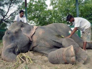 Raju having his wounds treated.