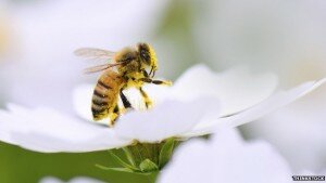 Wild honey bees in decline...