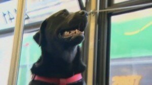 Jed regularly takes a ride on the bus.